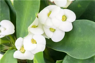 Euphorbia milii - Christusdorn Euphorbia milii - Christusdorn