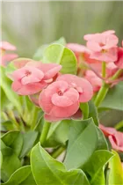 Euphorbia milii - Christusdorn Euphorbia milii - Christusdorn