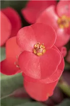 Euphorbia milii - Christusdorn Euphorbia milii - Christusdorn