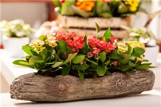 Euphorbia milii - Christusdorn Euphorbia milii - Christusdorn