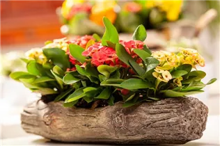 Euphorbia milii - Christusdorn Euphorbia milii - Christusdorn