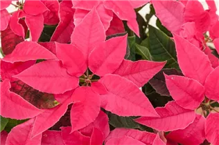 Euphorbia 'Princettia'® - Herbststern 'Princettia'®