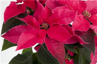 Euphorbia 'Princettia'® - Herbststern 'Princettia'®