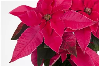 Euphorbia 'Princettia'® - Herbststern 'Princettia'®