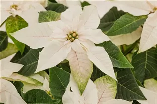 Euphorbia 'Princettia'® - Herbststern 'Princettia'®