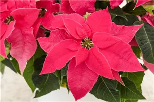 Euphorbia 'Princettia'® - Herbststern 'Princettia'®