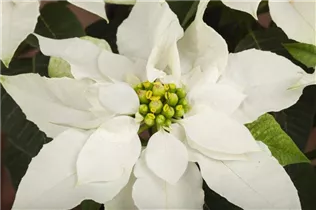 Euphorbia 'Princettia'® - Herbststern 'Princettia'®