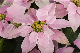 Euphorbia 'Princettia'® - Herbststern 'Princettia'®