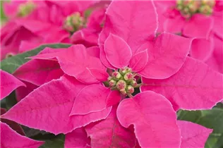 Euphorbia 'Princettia'® - Herbststern 'Princettia'®