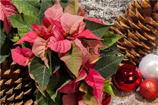 Euphorbia pulcherrima 'Christmas Beauty' - Weihnachtsstern