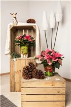 Euphorbia pulcherrima - Weihnachtsstern