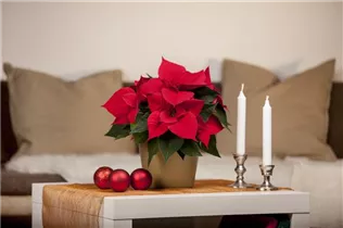 Euphorbia pulcherrima - Weihnachtsstern