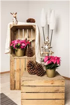 Euphorbia pulcherrima - Weihnachtsstern