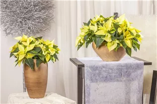 Euphorbia pulcherrima - Weihnachtsstern