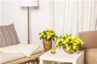 Euphorbia pulcherrima - Weihnachtsstern