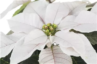 Euphorbia pulcherrima - Weihnachtsstern