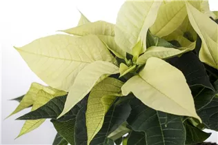 Euphorbia pulcherrima - Weihnachtsstern