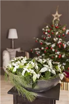 Euphorbia pulcherrima - Weihnachtsstern