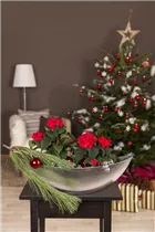 Euphorbia pulcherrima - Weihnachtsstern