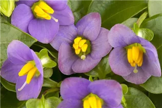 Exacum affine - Blaues Lieschen Exacum affine - Blaues Lieschen