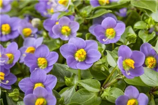 Exacum affine - Blaues Lieschen Exacum affine - Blaues Lieschen