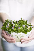 Exacum affine - Blaues Lieschen Exacum affine - Blaues Lieschen