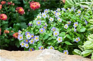 Exacum affine - Blaues Lieschen Exacum affine - Blaues Lieschen