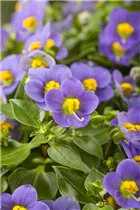 Exacum affine - Blaues Lieschen Exacum affine - Blaues Lieschen