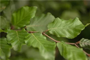 Fagus sylvatica - Rotbuche