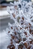 Fagus sylvatica - Rotbuche