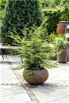 Fagus sylvatica - Rotbuche