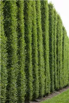 Fagus sylvatica - Rotbuche