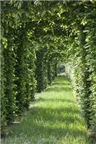 Fagus sylvatica - Rotbuche