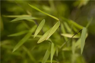 Fargesia 'Jiuzhaigou 1' - Gartenbambus 'Jiuzhaigou 1'