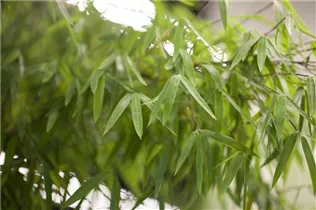 Fargesia 'Jiuzhaigou 1' - Gartenbambus 'Jiuzhaigou 1'