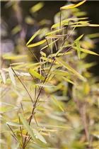 Fargesia 'Jiuzhaigou 1' - Gartenbambus 'Jiuzhaigou 1'