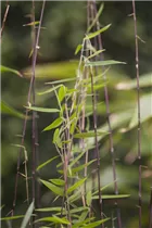 Fargesia 'Jiuzhaigou 1' - Gartenbambus 'Jiuzhaigou 1'