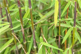 Fargesia 'Jiuzhaigou 1' - Gartenbambus 'Jiuzhaigou 1'