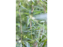 Fargesia murielae - Muriel Schirmbambus Fargesia murielae - Muriel Schirmbambus