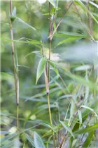 Fargesia murielae - Muriel Schirmbambus Fargesia murielae - Muriel Schirmbambus