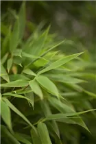 Fargesia murielae - Muriel Schirmbambus Fargesia murielae - Muriel Schirmbambus