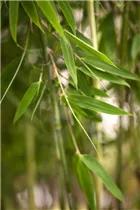 Fargesia murielae - Muriel Schirmbambus Fargesia murielae - Muriel Schirmbambus