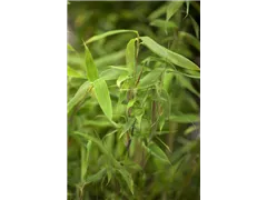 Fargesia murielae 'Deep Forest'®(s) - Gartenbambus 'Deep Forest'®(s) Fargesia murielae 'Deep Forest'®(s) - Gartenbambus 'Deep Forest'®(s)