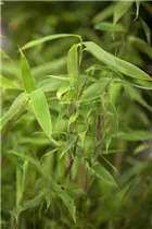 Fargesia murielae 'Deep Forest'®(s) - Gartenbambus 'Deep Forest'®(s) Fargesia murielae 'Deep Forest'®(s) - Gartenbambus 'Deep Forest'®(s)