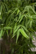 Fargesia murielae - Muriel Schirmbambus Fargesia murielae - Muriel Schirmbambus