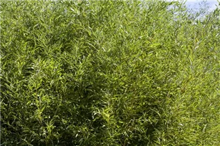 Fargesia murielae - Muriel Schirmbambus Fargesia murielae - Muriel Schirmbambus