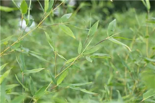 Fargesia murielae 'Jumbo' - Gartenbambus 'Jumbo' Fargesia murielae 'Jumbo' - Gartenbambus 'Jumbo'
