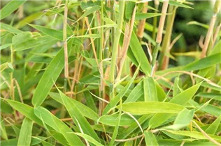 Fargesia murielae 'Jumbo' - Gartenbambus 'Jumbo' Fargesia murielae 'Jumbo' - Gartenbambus 'Jumbo'