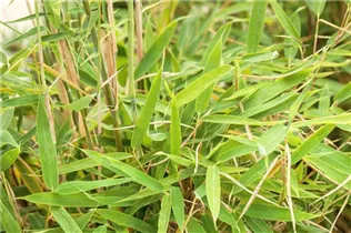 Fargesia murielae 'Jumbo' - Gartenbambus 'Jumbo' Fargesia murielae 'Jumbo' - Gartenbambus 'Jumbo'