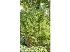 Fargesia murielae 'Standing Stone'® - Gartenbambus 'Standing Stone'® Fargesia murielae 'Standing Stone'® - Gartenbambus 'Standing Stone'®